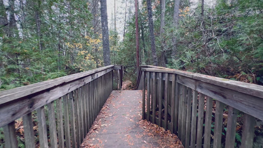 Wooden Bridge in Forest in 4K