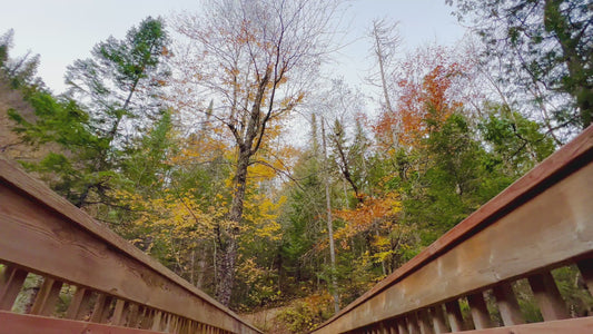 Forest View from Wooden Bridge in 4K