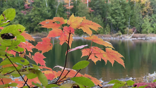 Autumn Leaves by Lake in 4K