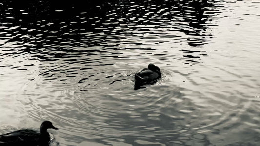 Ducks and Silhouettes in Tranquil Twilight Waters, La Fontaine Park, Montreal