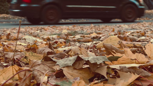 4K Autumn Leaves with Traffic and Bikers, Squirrel Digging, La Fontaine Park, Montreal