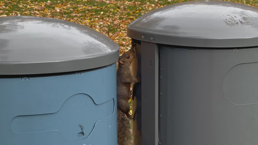 4K Squirrel Behind and Inside Trash Can, La Fontaine Park, Montreal