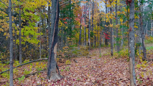 Autumn Forest with Falling Leaves in 4K