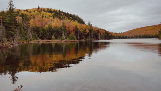 Calm Lake Reflecting Autumn Forest in 4K