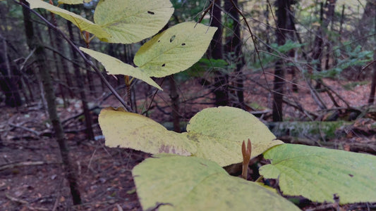 Yellowing Leaves in Forest in 4K