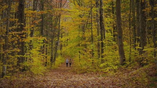 Scenic Walk with Yellow Foliage in 4K