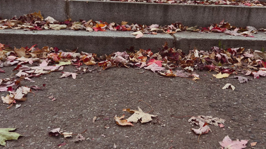 4K Close-Up of Autumn Leaves and Lake Foliage, Parc La Fontaine, Montreal