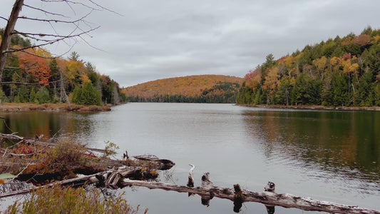 Scenic Autumn Lake with Fallen Trees in 4K