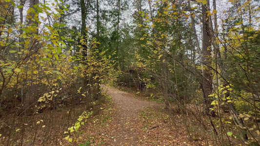 Golden Leaf-Covered Path in 4K