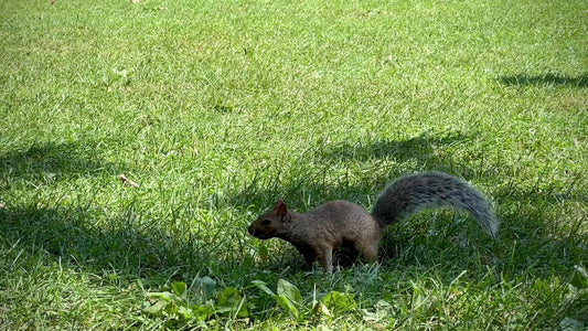 Slow-Mo Squirrel, Dove, and Ducks Foraging and Resting in Grassy Fields, La Fontaine Park, Montreal