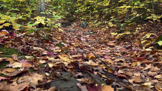 Leaf-Covered Forest Path in 4K