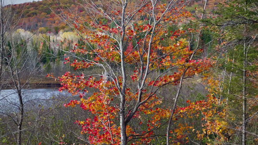 Red Maple Tree in Autumn in 4K