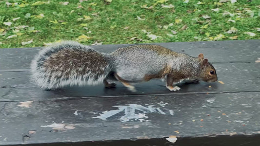 4K Squirrels Feeding, Resting, and Foraging in Autumn, La Fontaine Park, Montreal